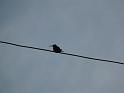 mini bird